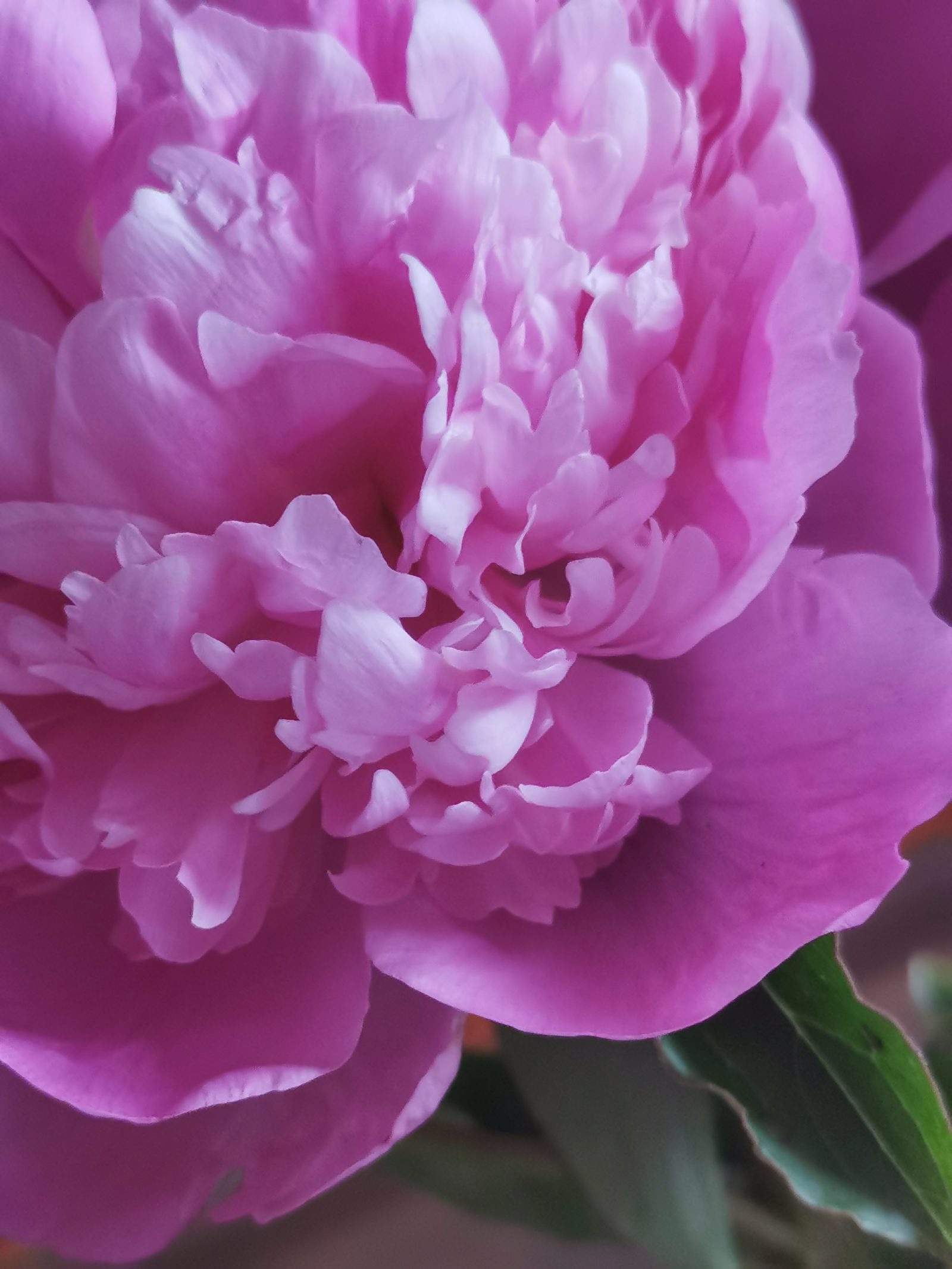 Parfum olfaction création